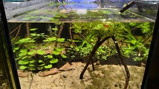 Otocinclus vittatus Breeding Project  Part 1 The Aquarium [upl. by Karee]