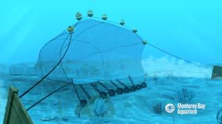 How Seafood is Caught Bottom Trawling [upl. by Modestine]