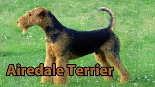 The Right Companion Airedale Terrier [upl. by Gorden]