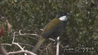 Eastern Whipbird call Psophodes olivaceus HD Video clip 12 Tim Siggs ABVC [upl. by Nelle613]