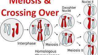 Meiosis amp Crossing Over [upl. by Asilam]