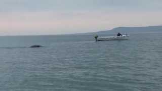 Monster in Lough Foyle [upl. by Deny]