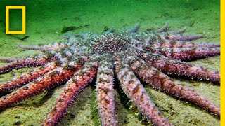 Sunflower Seastar Terrifying Predator  National Geographic [upl. by Tai149]