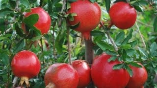 How to Grow Pomegranates  Complete Growing Guide [upl. by Alleyn]