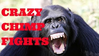 Chimpanzee Fighting at the Taipei Zoo [upl. by Haikan]