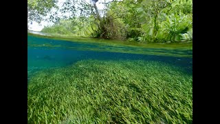 A journey through the Rio Sucuri with narration in Mato Grosso do Sul Brazil [upl. by Nomannic181]