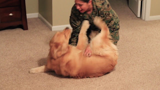 Adorable Golden Retriever Welcomes Marine Home [upl. by Eloisa983]