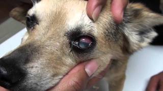 Glaucoma in a Dog [upl. by Anilef]