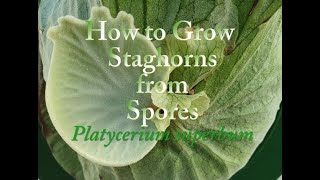 How to Grow Staghorn Ferns from Spores Platycerium superbum [upl. by Poree]