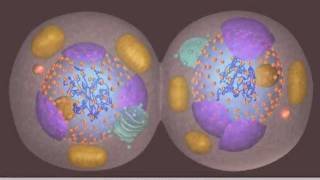 Mitosis [upl. by Long]