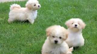 Maltipoo Puppies for Sale [upl. by Goldberg]