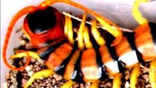 Scolopendra the dangerous centipede of Thailand [upl. by Vincent]