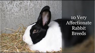 10 Very Affectionate Rabbit Breeds [upl. by Novonod]