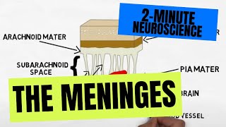 2Minute Neuroscience The Meninges [upl. by Illib]