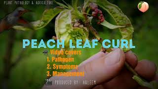 Peach leaf curl  Taphrina deformans  Peach  Nectarine  Almond [upl. by Ecilegna]