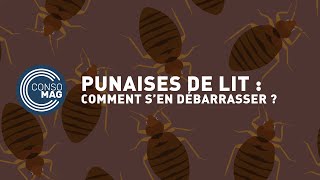 Comment se débarrasser des punaises de lit  CONSOMAG [upl. by Ytsirk71]