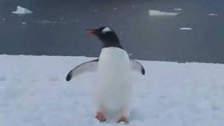 Gentoo Penguin Walking [upl. by Weslee]