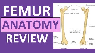 Femur Bone Anatomy Lecture and Landmark Markings [upl. by Cochran]