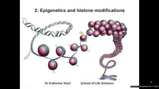 Introduction to epigenetics and histone modifications [upl. by Nnaesor]