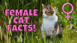 12 Fascinating Facts About Female Cats 11 is Beautiful [upl. by Nobile]