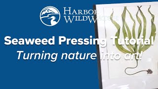 Seaweed Pressing Tutorial [upl. by Esojnauj]