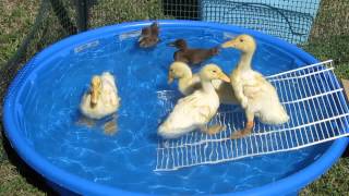 Baby Ducks first swim [upl. by Jamima27]