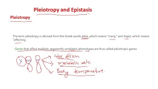 Pleiotropy and epistasis [upl. by Zebapda]