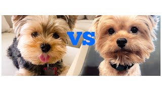 Yorkie vs Yorkie Poo Whats the difference [upl. by Latonia]