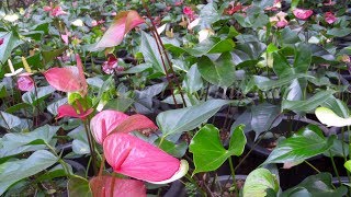 Anthurium mal wagawa මිහිකත ඇන්තුරියම් [upl. by Llennyl]