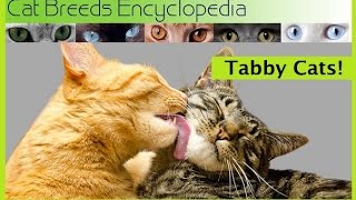 Tabby Cats 10 Quick Facts  Cat Breeds Encyclopedia [upl. by Nrehtak]