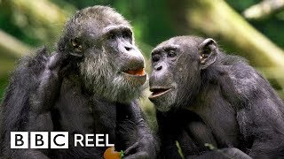 Chimpanzees are ‘just like us’  BBC REEL [upl. by Pournaras]