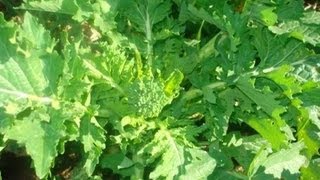 Cime di rapa semina e coltivazione dei broccoli  casaegiardinoit [upl. by Goerke169]