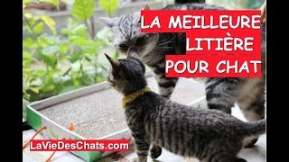 La litière pour chat recommandée 🐱 Le test [upl. by Yrdnal707]