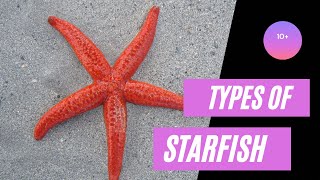 Beautiful sea starfish species in English  starfish [upl. by Shriver]