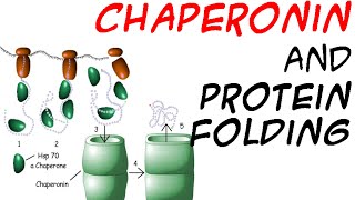 Chaperones and protein folding [upl. by Yenal]