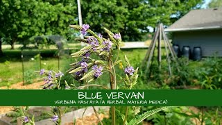 Lets Learn About Blue Vervain Verbena hastata [upl. by Eidur]