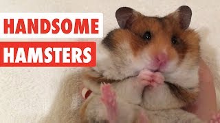 Handsome Hamsters  Funny Hamster Video Compilation 2017 [upl. by Meyer735]