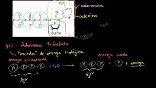 ATP  Adenosina Trifosfato [upl. by Emerald]