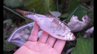 Dead Baiting River Pike [upl. by Ramled]