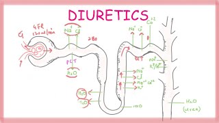 Osmotic Diuretics  Pharmacology [upl. by Latsyrk]