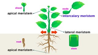 Types of Plant Cells [upl. by Malinda]