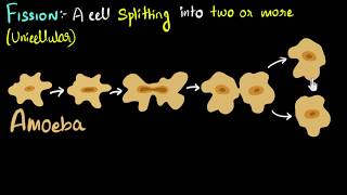 Fission binary amp multiple with examples  How do organisms reproduce  Biology  Khan Academy [upl. by Fransisco190]