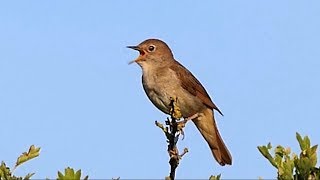 One Hour Relaxing Birdsong the Nightingale [upl. by Aisereht]