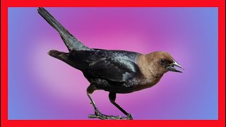 Brown Headed Cowbird Song Brown Headed Cowbird Call Bird Sound Chirp Melody  Molothrus Ater [upl. by Azzil524]