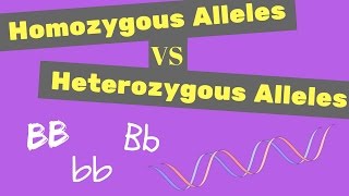 Homozygous vs Heterozygous Alleles  Punnet Square Tips [upl. by Bouchier]