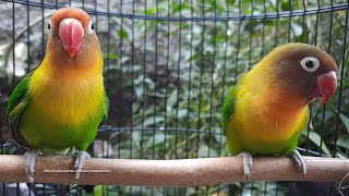 Lovebird Singing amp Chirping Sounds  Green Fischer Pair [upl. by Jaella]