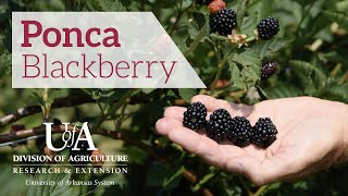 Ponca Blackberry [upl. by Shandeigh]