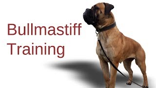 ❤ Bullmastiff Training  Hundeerziehung ❤ [upl. by Naillimixam]