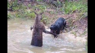 Kangaroo vs Dog real Fight  Wild Animals Attack [upl. by Obocaj]