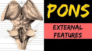 Pons Anatomy 13  External Features [upl. by Hennessey]